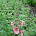 Diascia barbarae fleur